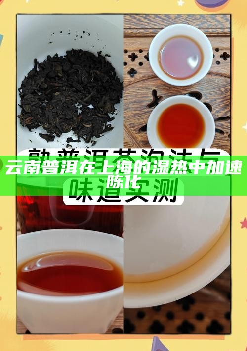 云南普洱在 上海的湿热中加速陈化